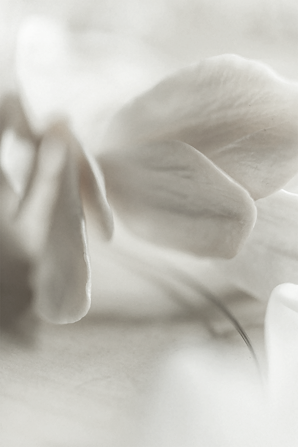 Ca9030_羽光蝶梦描述图2